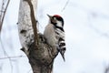 Lesser Spotted Woodpecker Dendrocopos minor Royalty Free Stock Photo